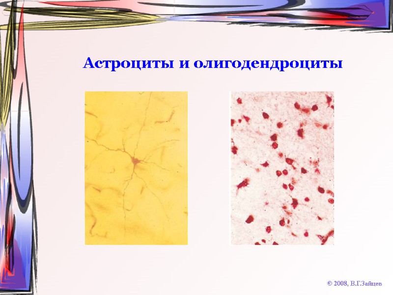 Астроциты и олигодендроциты © 2008, В.Г.Зайцев